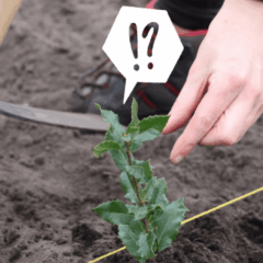 Plant en terre