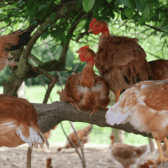 Volailles sur une branche