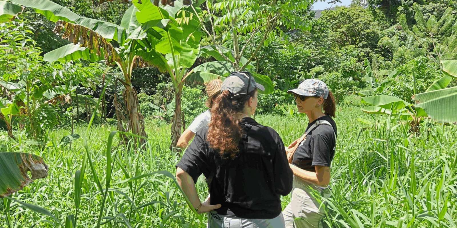 l'AFAF en Martinique