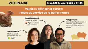 Affiche webinaire volailles