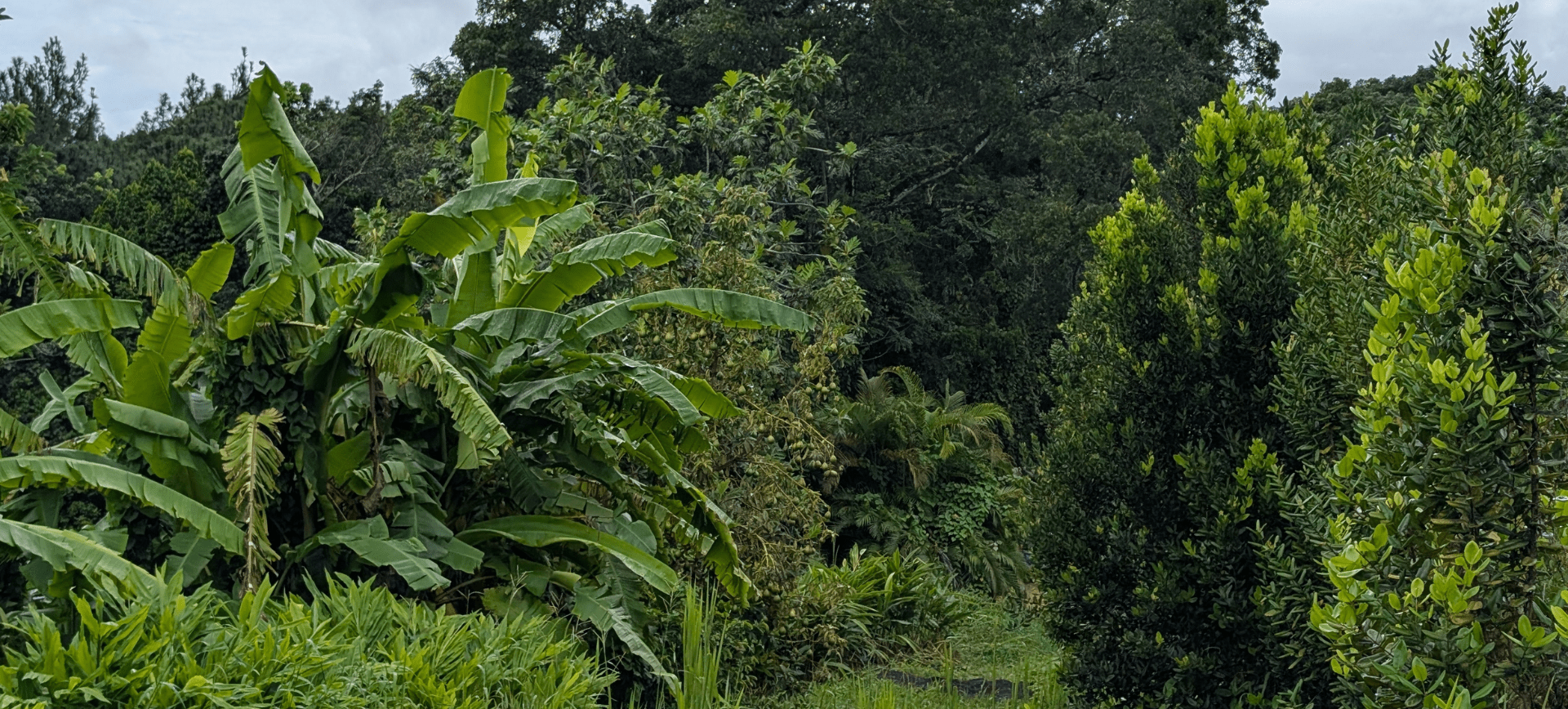 Ligneux Guadeloupe