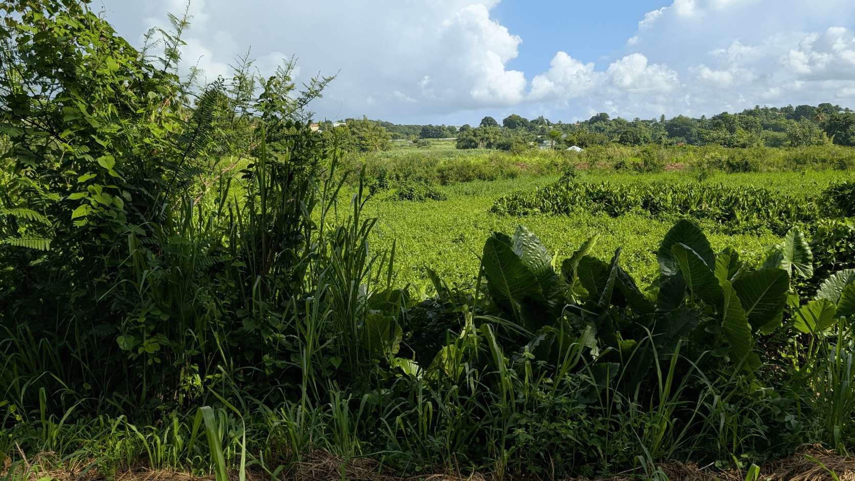Ligneux Guadeloupe
