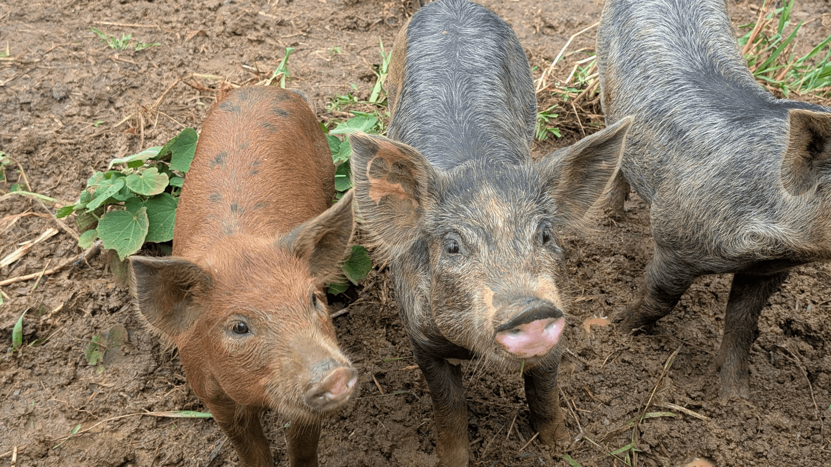 Cochons Guadeloupe