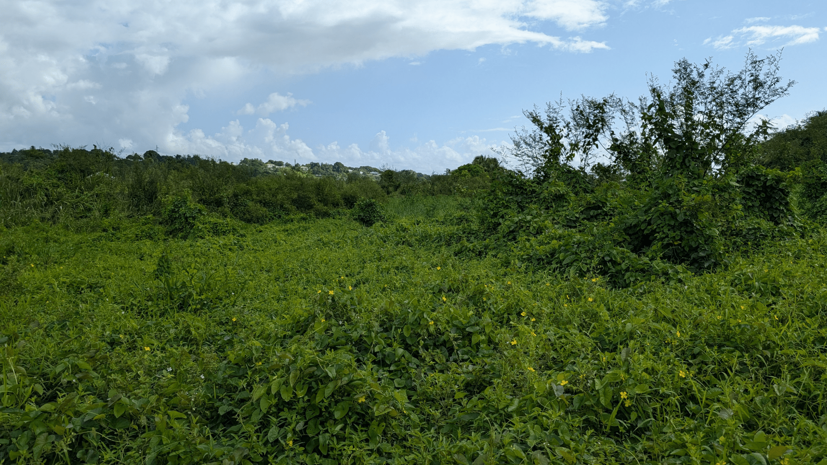 Ligneux Guadeloupe