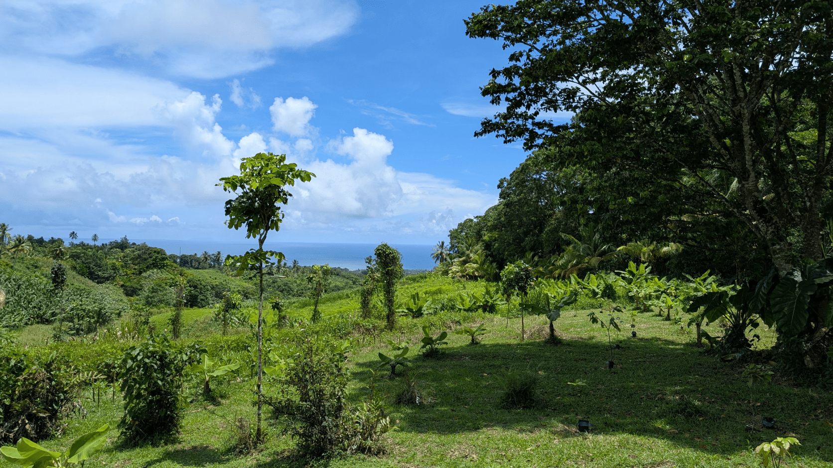 Ligneux Guadeloupe