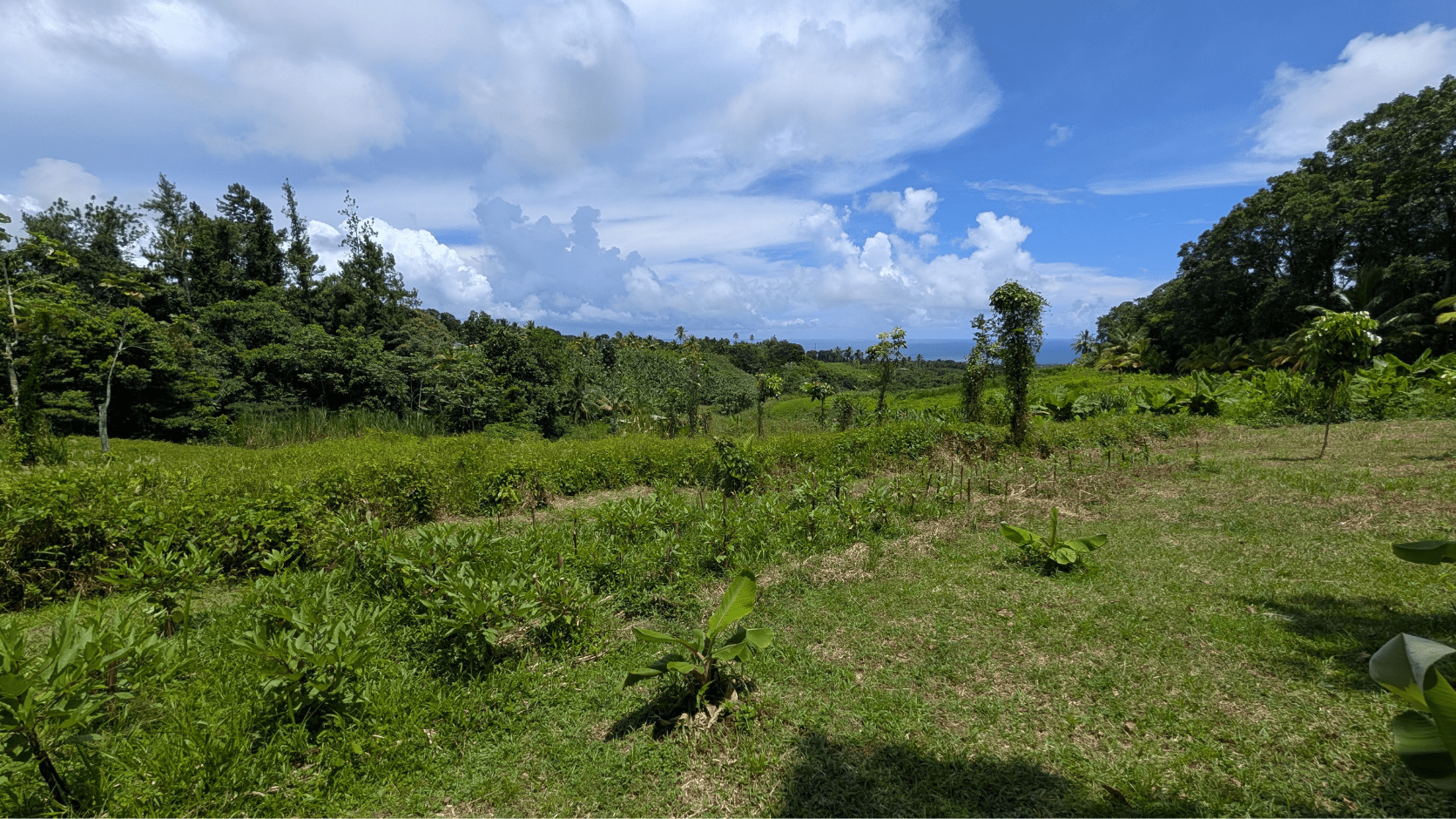 Ligneux Guadeloupe