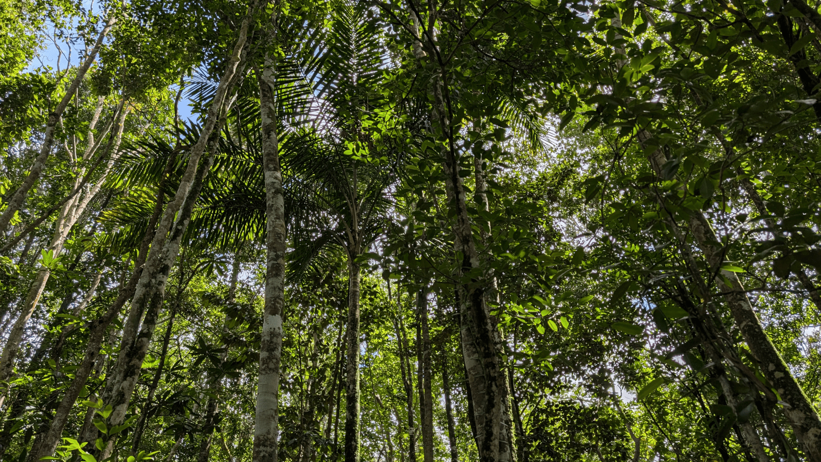 Agroforesterie sous couvert forestier Guadeloupe