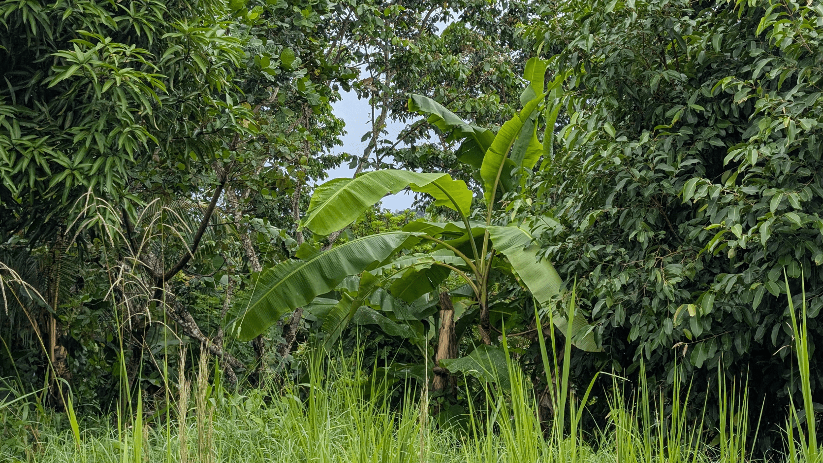 Ligneux Guadeloupe