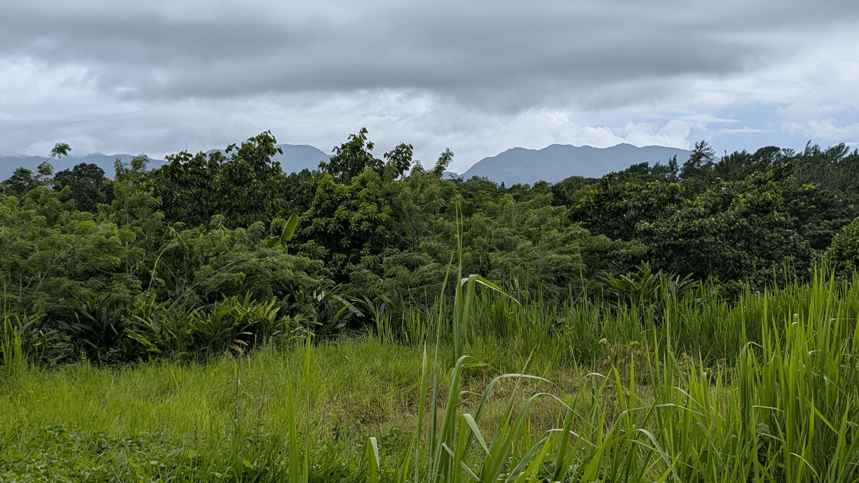 Ligneux Guadeloupe