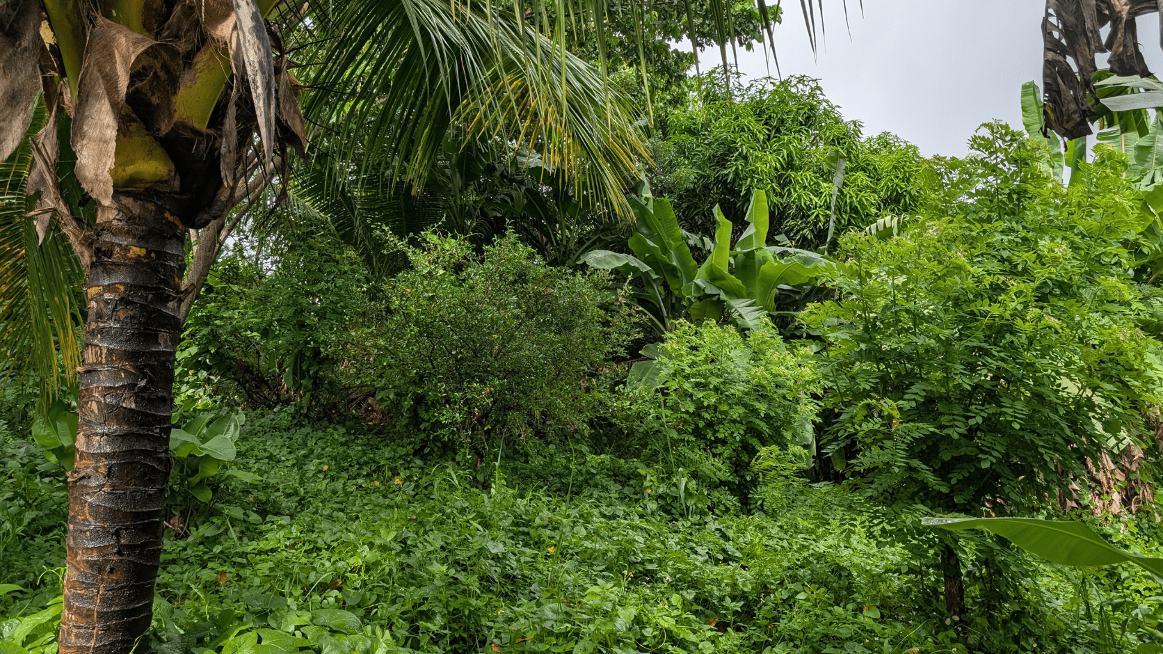 Ligneux Guadeloupe