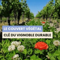 Couvert végétal et vignes