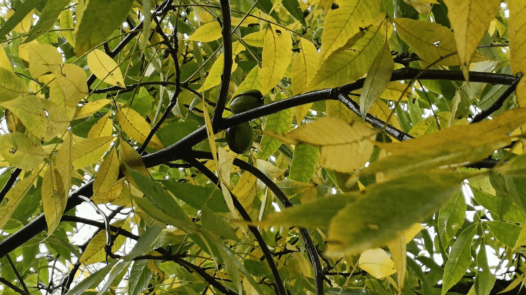 Noix de pécan dans arbre