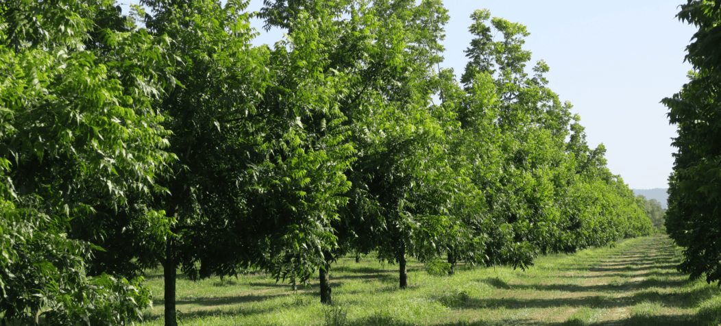 Alignement des pacaniers
