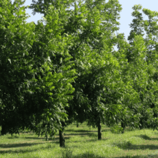 Alignement des pacaniers