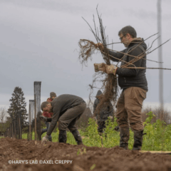 Chantier de plantation