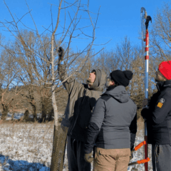 Taille arbre agricole