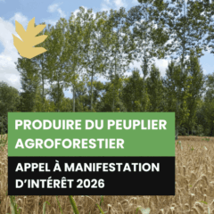 Appel à manifestation d'intérêt peuplier agroforestier