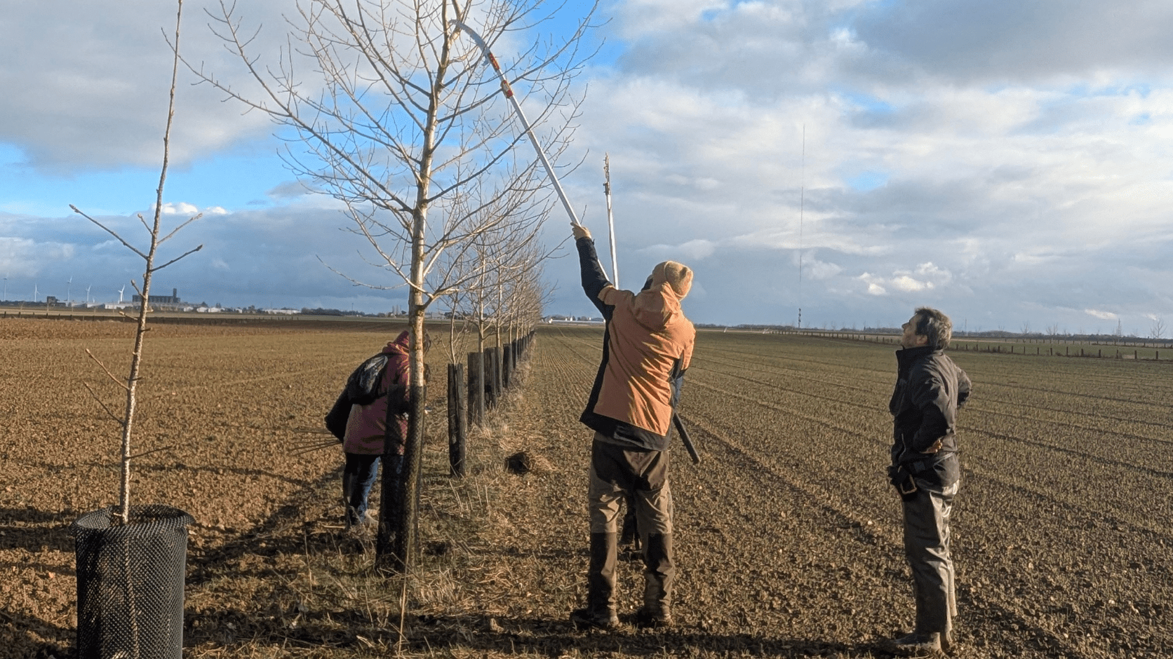 Stagiaires qui taillent un arbre