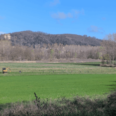 Chantier de plantation de peupliers