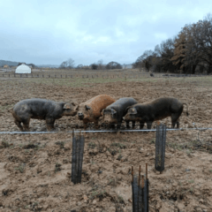 Elevage porcin plein air agoforestier