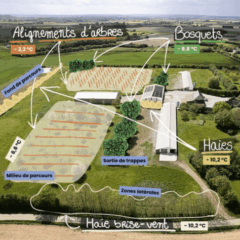 Schéma parcours volailles agroforestier