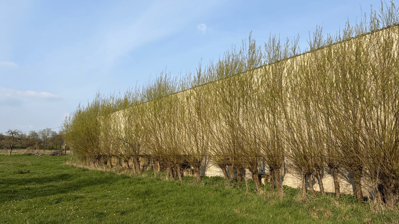 Haie devant bâtiment agricole