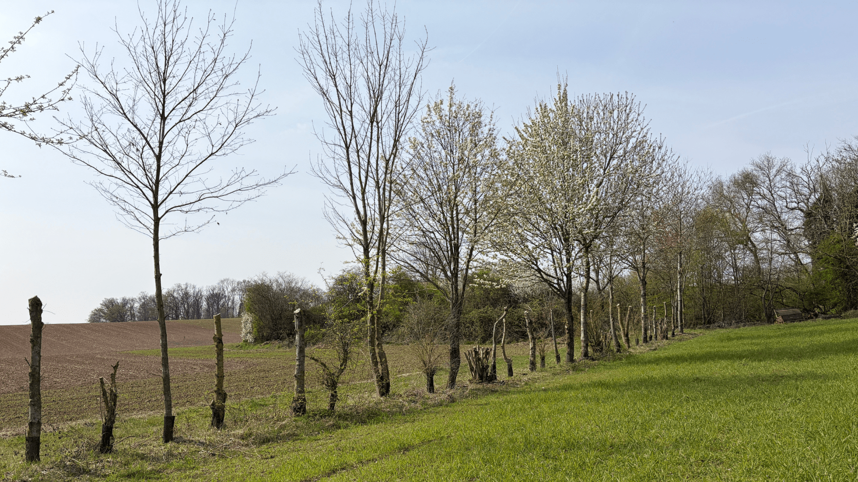 Haie avec différentes techniques de taille