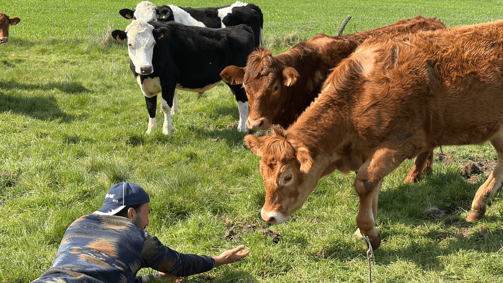 Vaches et stagiaire