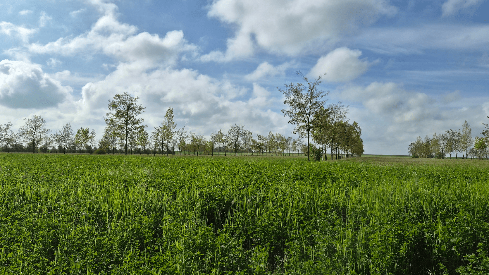 Grandes cultures avec alignement d'arbres