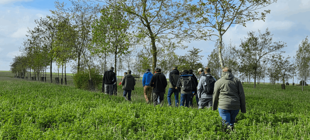 Groupe dans un champ en grandes cultures avec alignement d'arbres
