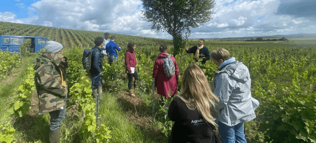 stagiaires formation TESA dans des vignes