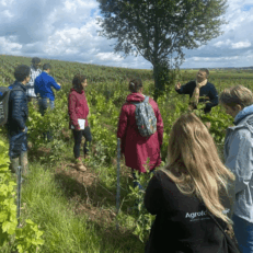 stagiaires formation TESA dans des vignes