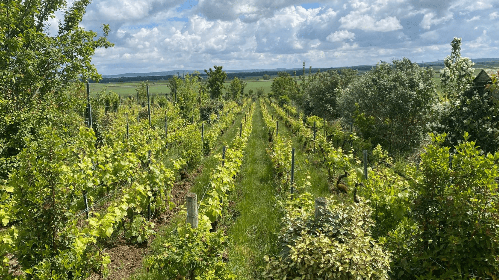 vitiforesterie