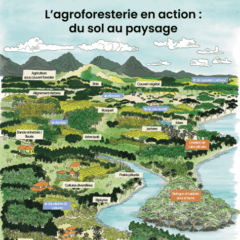 schéma agroforesterie martinique