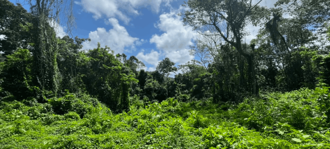 forêt antilles