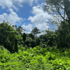 forêt antilles