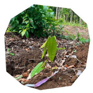 plantation cacaoyer